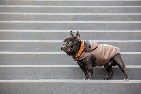 french bulldog waring winter coatの写真素材