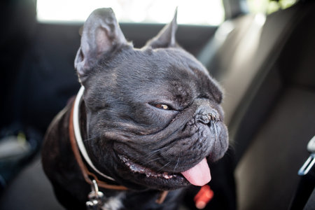 black french bulldog in car