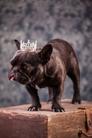 french bulldog wearing crown like a kingの写真素材