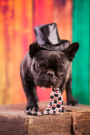elegant french bulldog with necktieの写真素材