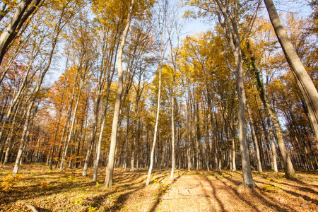 autumn forest