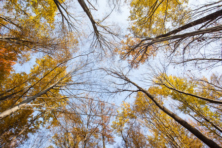 autumn forest