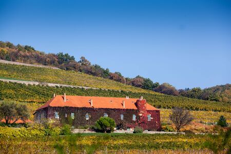 Vineyard with building in Pecs, hungaryの写真素材