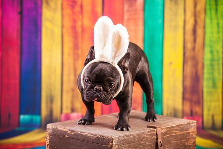 french bulldog wearing easter bunny earsの写真素材
