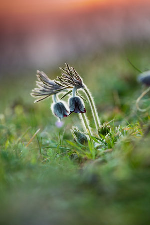 Black pulsatilla-Pulsatilla pratensis subsp. nigricans
