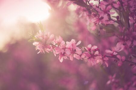 Blossoming cherry trees in spring,Spring Backgroundの写真素材