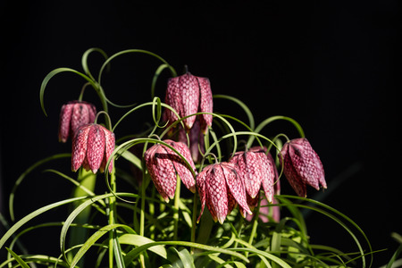 Snake's Head Fritillary (Fritillaria meleagris)の写真素材