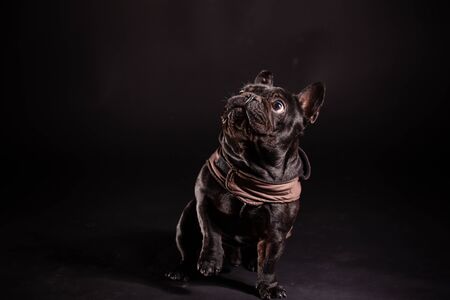 dog puppy french bulldog on a dark backgroundの写真素材