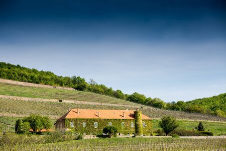 Vineyard with building in Pecs, hungaryの写真素材