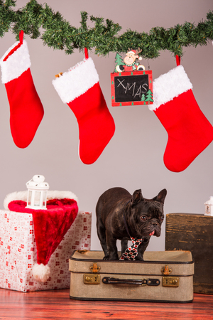 french bulldog with christmas decoraion in studioの写真素材