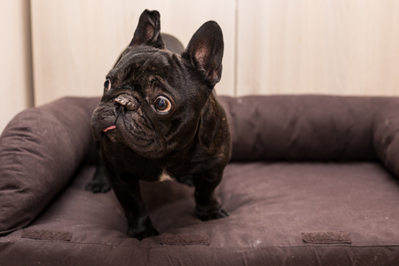 black french bulldog az homeの写真素材