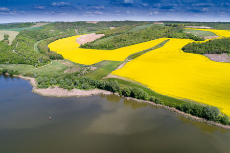 Beautiful rape field with lakeの写真素材