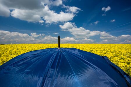 rape field with red umbrella, focus on umbrellaの写真素材