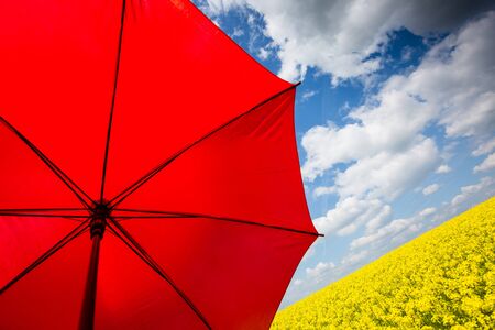 Rape field with red umbrella, focus on umbrellaの写真素材