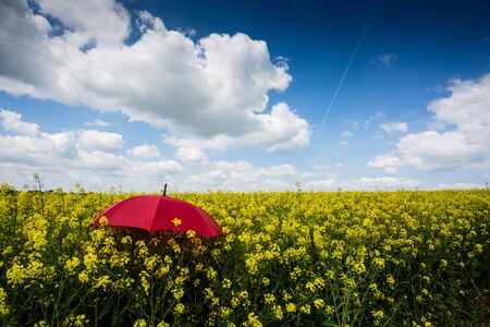 Rape field with red umbrellaの写真素材