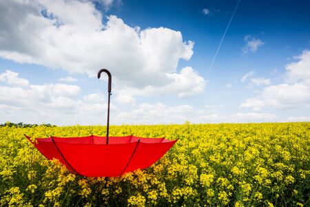rape field with red umbrellaの写真素材