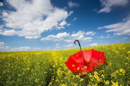 rape field with red umbrella, focus on umbrellaの写真素材