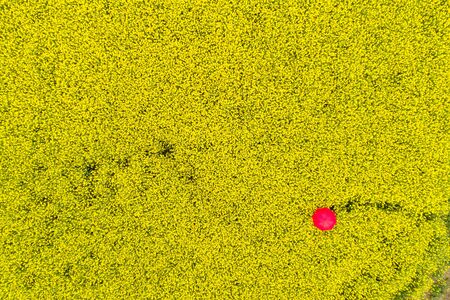 Red umbrella in yellow rape fieldの写真素材