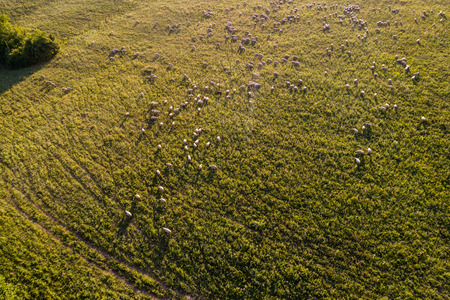 Sheep on beautiful green meadowの写真素材