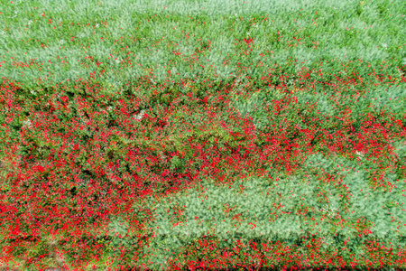 aerial view of red poppy fieldの写真素材