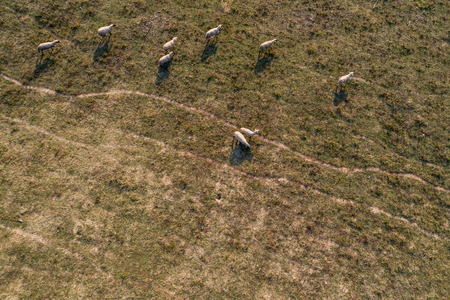 aerial view from a lot of sheepの写真素材