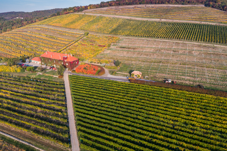 aerial view of beautiful autumn vineyardの写真素材
