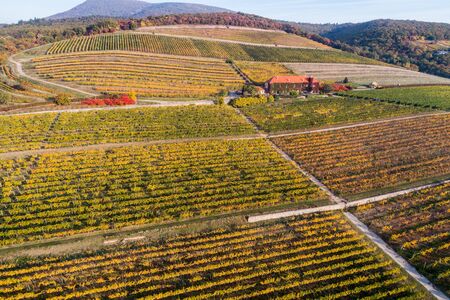 aerial view of beautiful autumn vineyardの写真素材