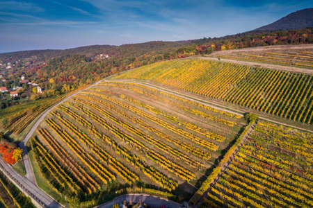 aerial view of beautiful autumn vineyardの写真素材