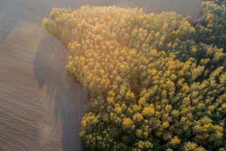 aerial view of beautiful autumn forest