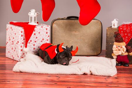 french bulldog with christmas decoraion in studioの写真素材