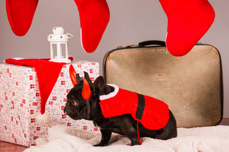 french bulldog with christmas decoraion in studioの写真素材