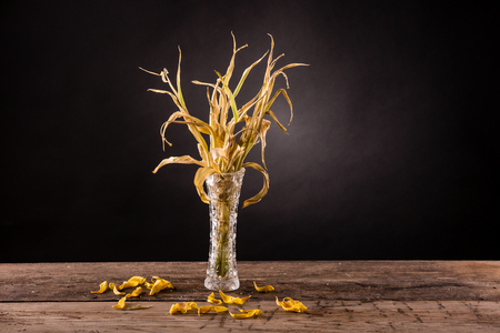 Wilted bouquet of yellow tulips in studioの写真素材