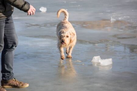 dog walking on frozen lakeの写真素材
