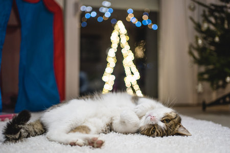 Cat with christmas bokeh lightsの写真素材