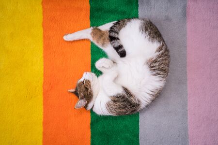 lazy cat sleeping on colorful carpetの写真素材