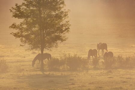 Horses on a meadow in early morningの写真素材