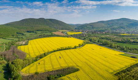 yellow canola field with Mecsek Hills