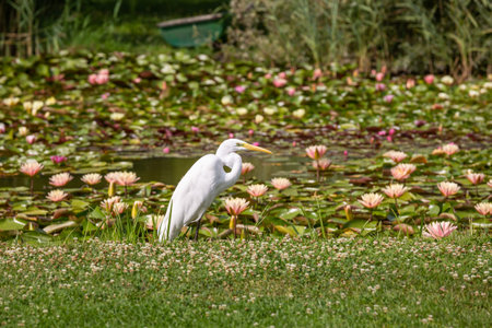 Great Egret (Ardea alba) looks for food