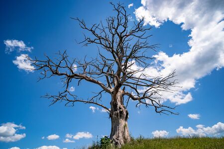 lonely dead dry tree on a hillの写真素材