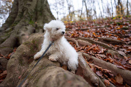 Bichon frize dog in autumn forestの写真素材