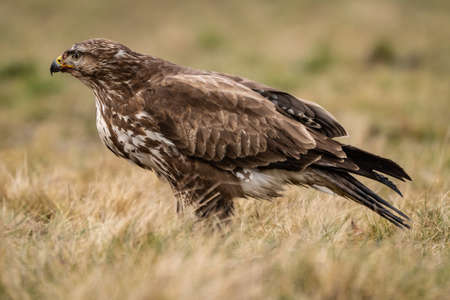 common buzzard standing alone on grassの写真素材