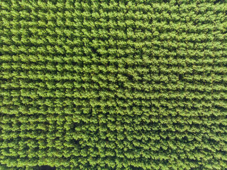 Top down photo from a forest with sunshineの写真素材