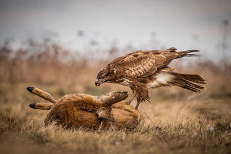 common buzzard standing alone on grassの写真素材