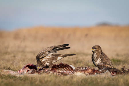 common buzzard standing alone on grassの写真素材
