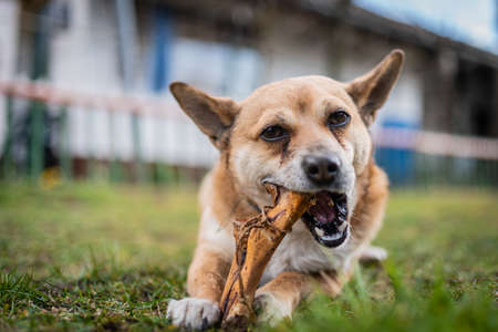 small brown dog chewing a big boneの写真素材