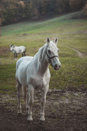 Beautiful horse eating grass on a meadowの写真素材