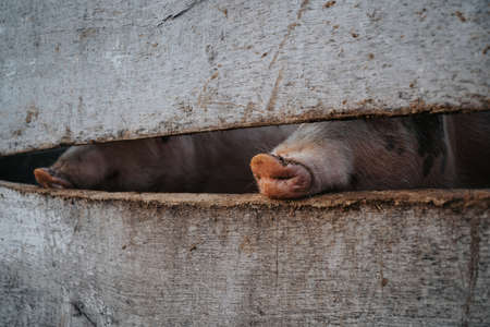 Beautiful horse eating grass on a meadowの写真素材