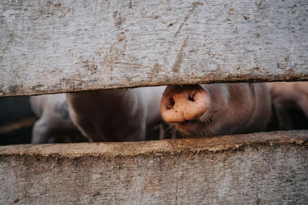 Beautiful horse eating grass on a meadowの写真素材