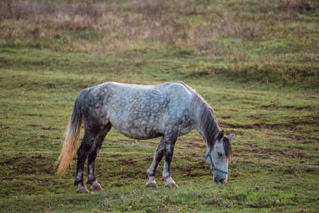 Beautiful horse eating grass on a meadowの写真素材