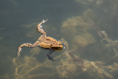 frog swimming in a pond at springtimeの写真素材